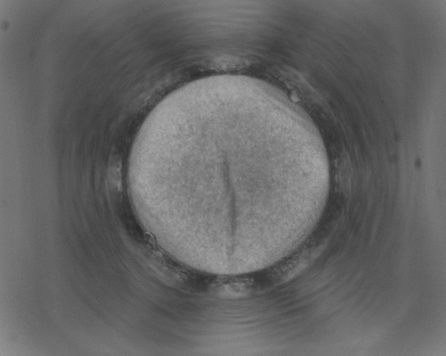 X0000078230368200612011545