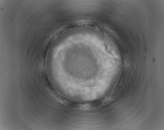 X0000078230411200612011545