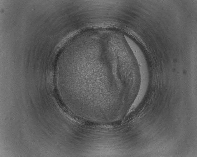 X0000078230444200612011544