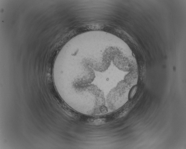 X0000078230553200612011542