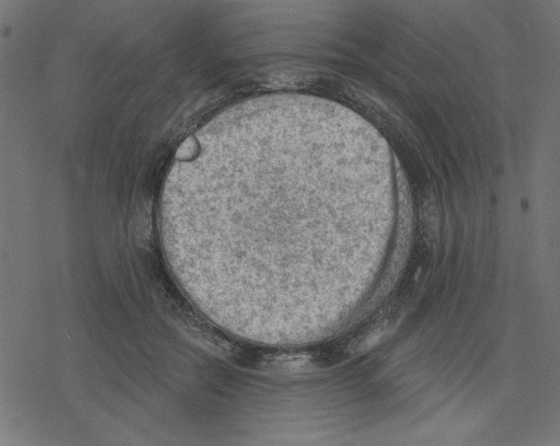 X0000078230554200612011542