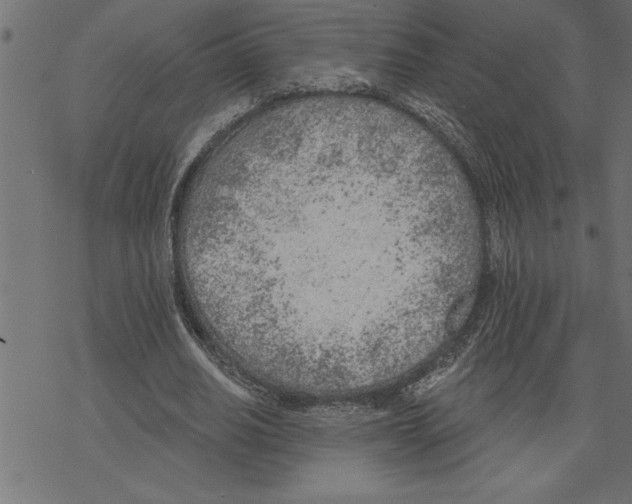 X0000078230630200612011540