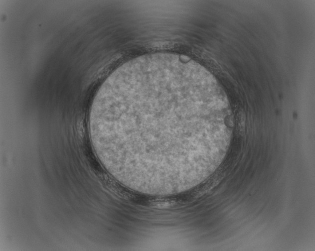 X0000078230746200612011539