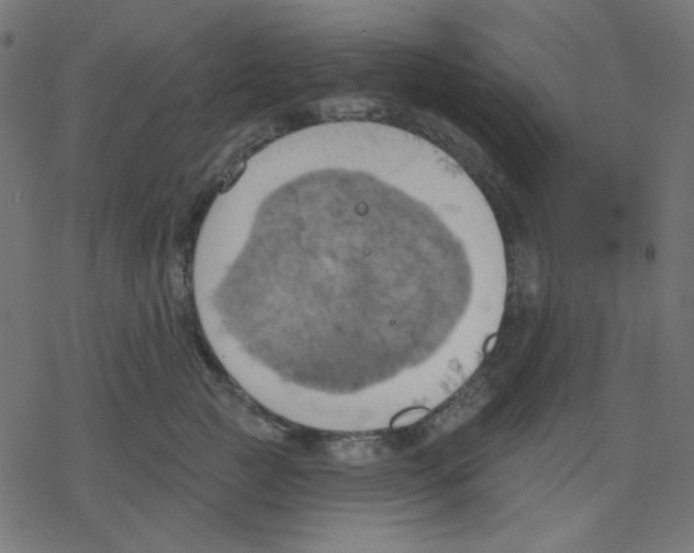 X0000078230761200612011539