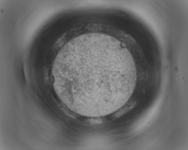 X0000078230765200612011539