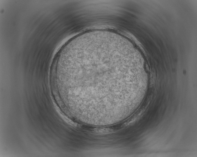 X0000078230795200612011538