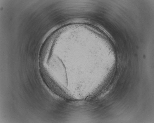 X0000078230853200612011538