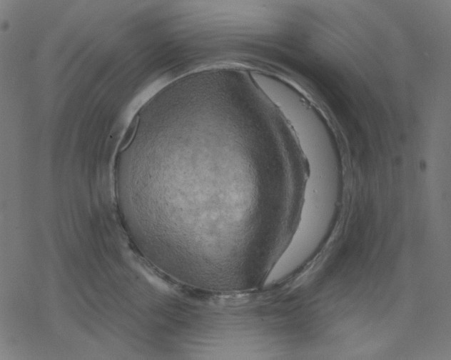 X0000078230858200612011538