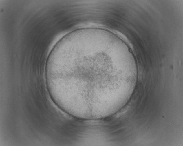 X0000078230863200612011538