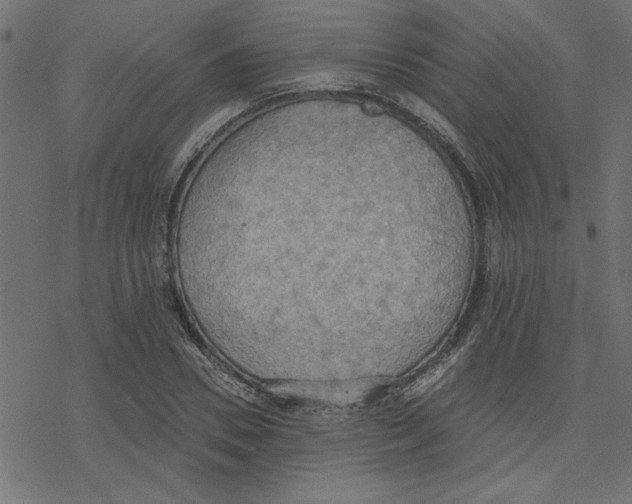 X0000078230930200612011536