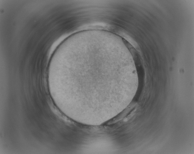 X0000078230960200612011536