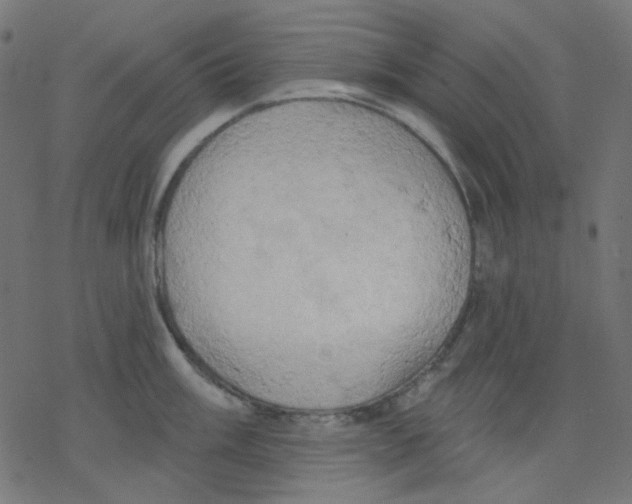 X0000078231003200612011535