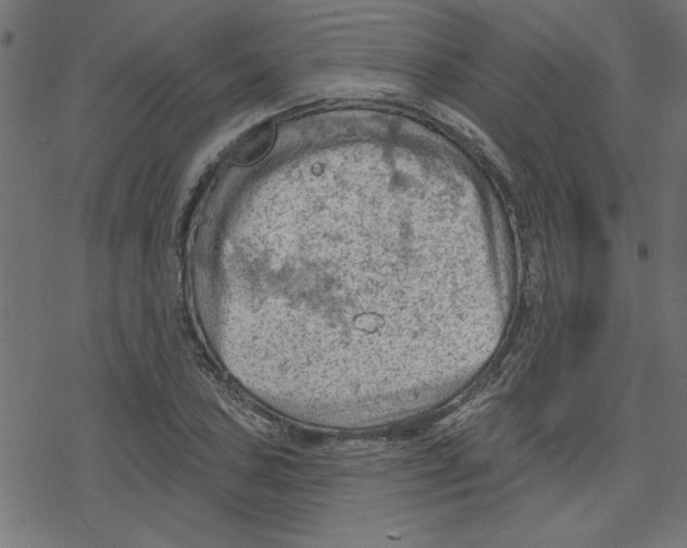 X0000078231027200612011534