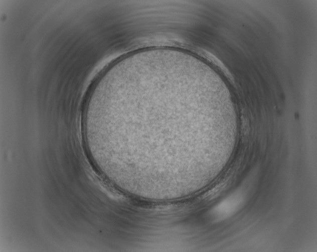 X0000078231035200612011535