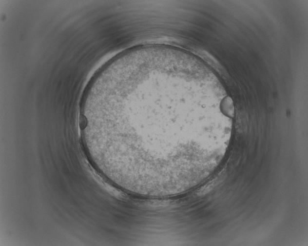 X0000078231036200612011535