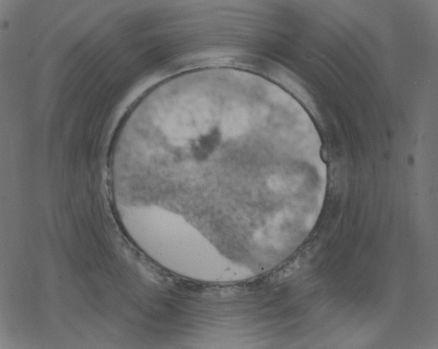 X0000078231051200612011535