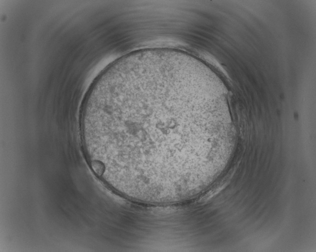 X0000078231087200612011534