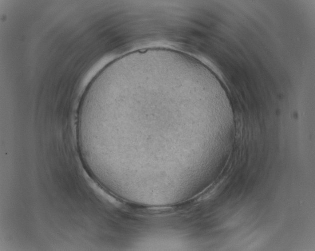 X0000078231151200612011533