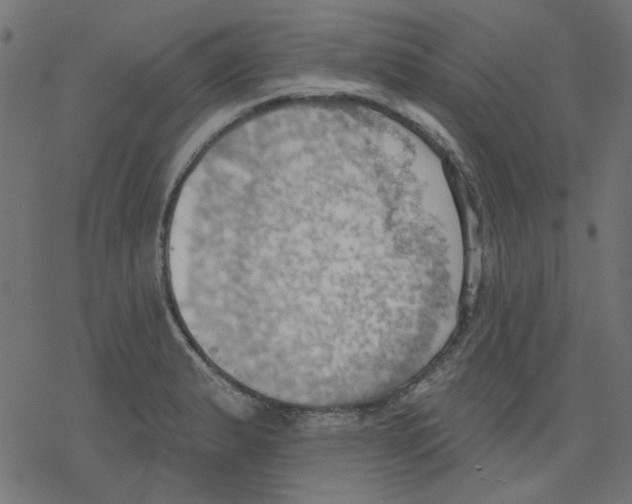 X0000078231183200612011532