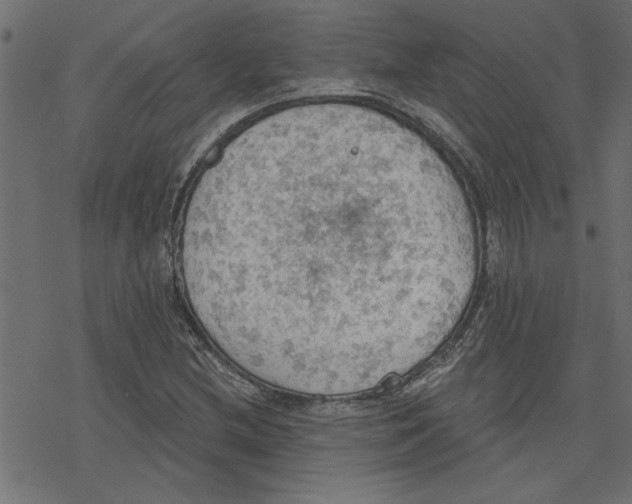 X0000078231212200612011531