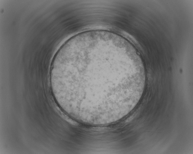 X0000078231236200612011532