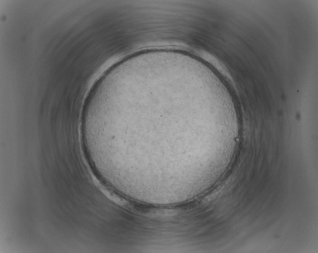 X0000078231237200612011532