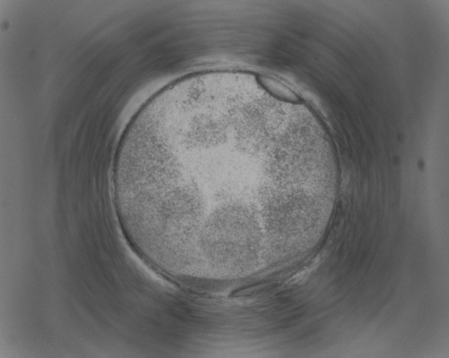 X0000078231239200612011532