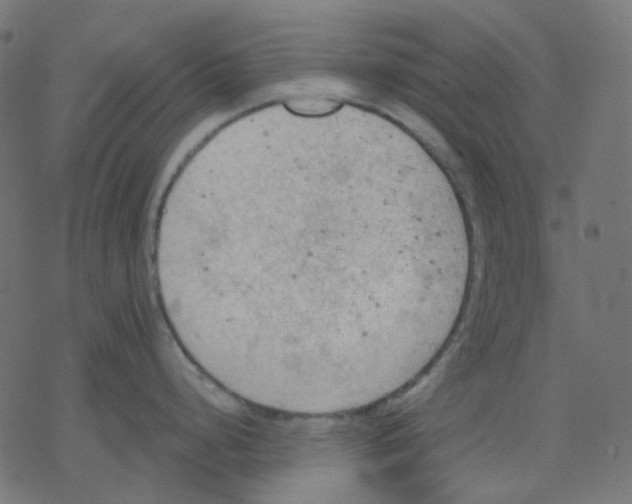 X0000078231248200612011532