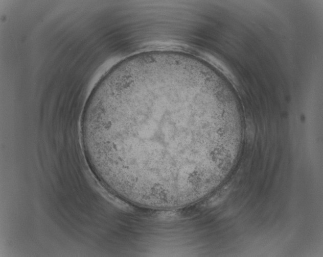 X0000078231283200612011530