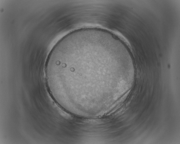 X0000078231287200612011530