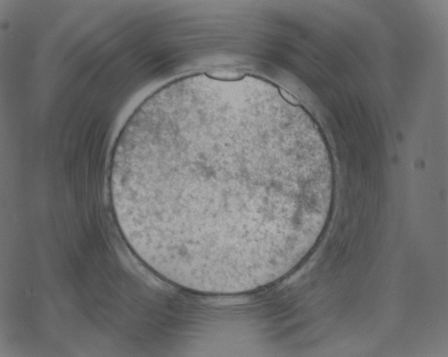 X0000078231296200612011530