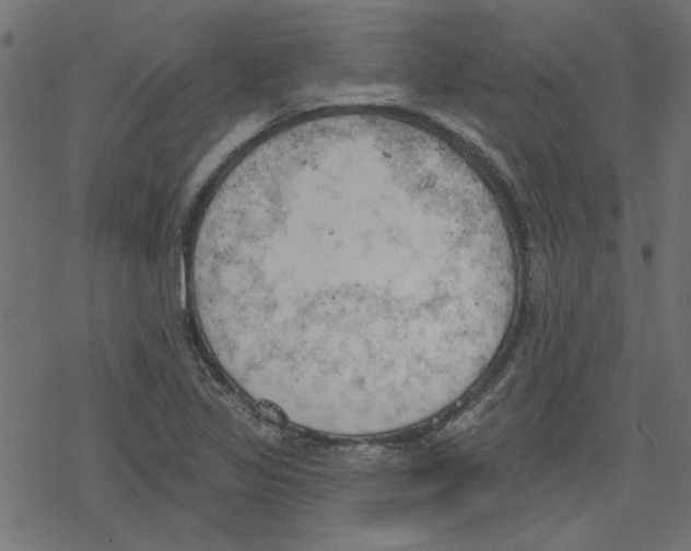 X0000078231317200612011530