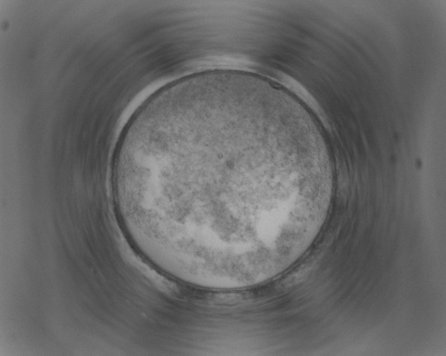 X0000078231339200612011530