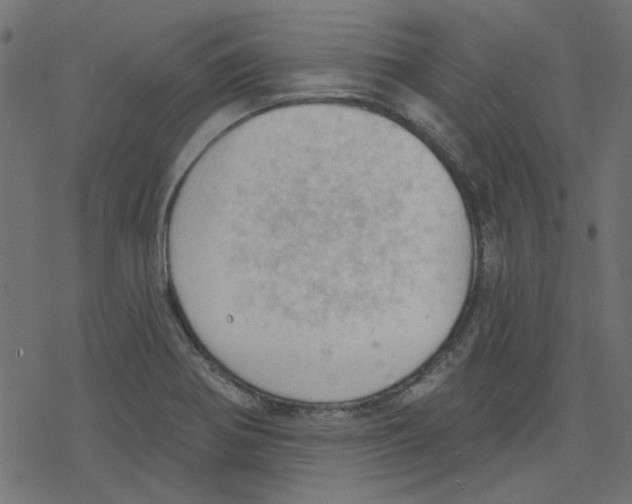 X0000078231370200612011529