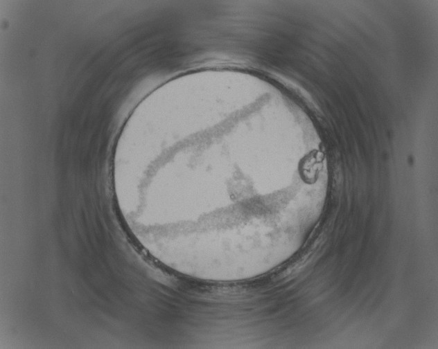 X0000078231375200612011529