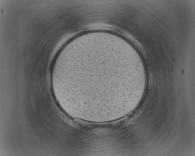 X0000078231376200612011529