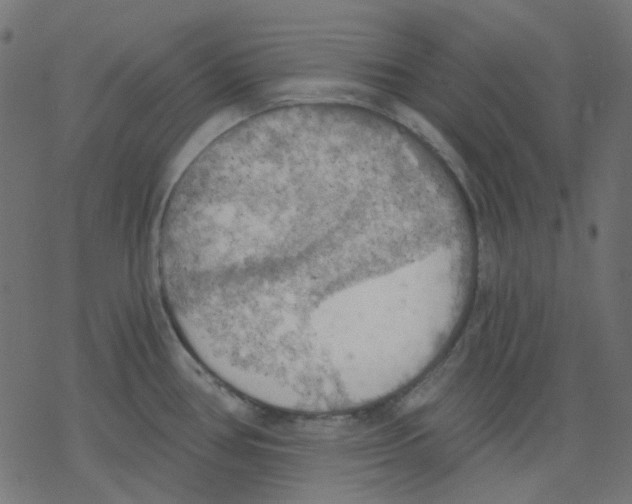 X0000078231386200612011529