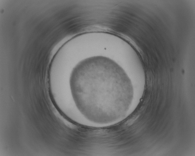 X0000078231387200612011529