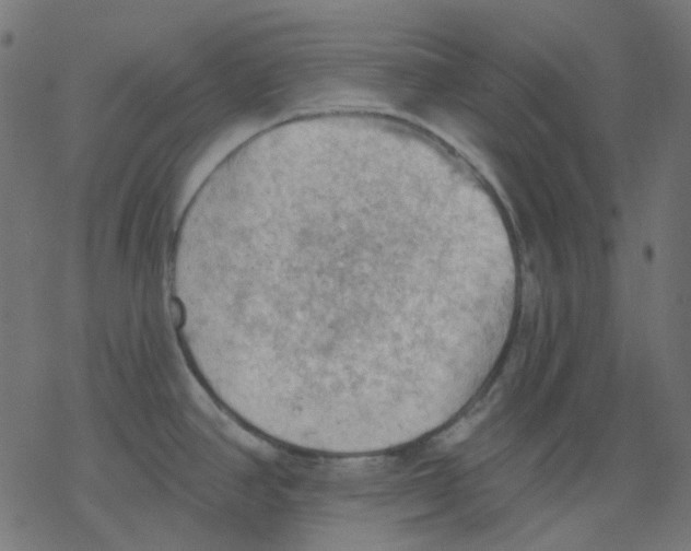 X0000078231390200612011529