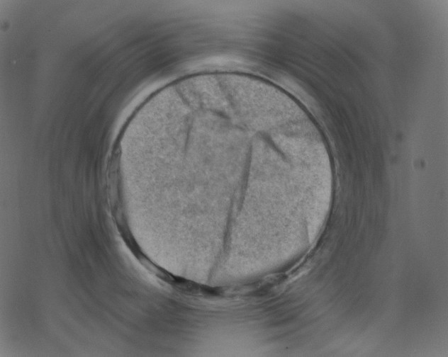 X0000078231392200612011529