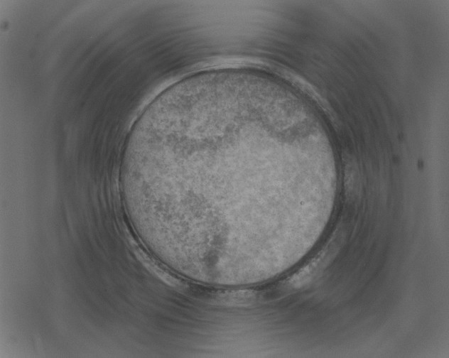 X0000078231417200612011528