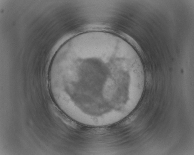 X0000078231435200612011529