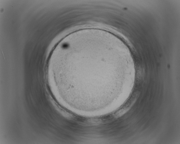 X0000078231514200612011527