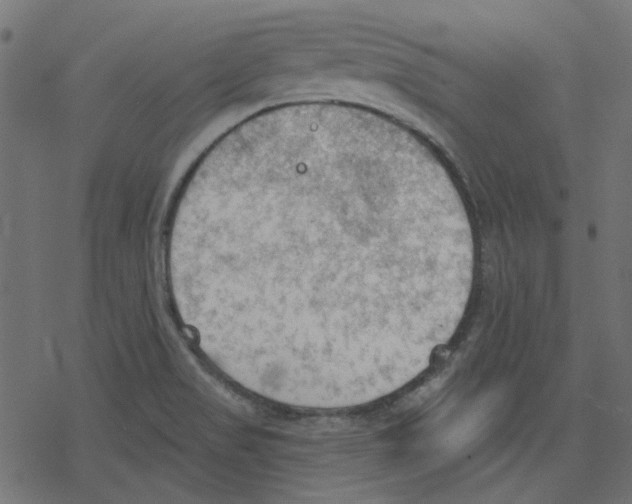 X0000078231517200612011527