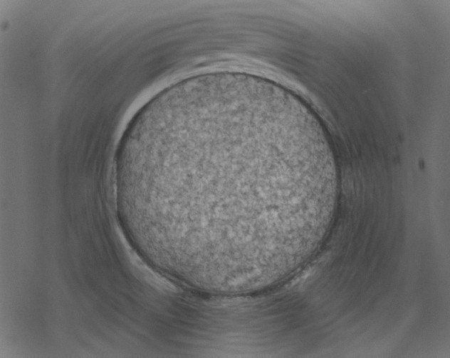 X0000078231522200612011527