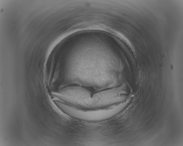 X0000078231528200612011527