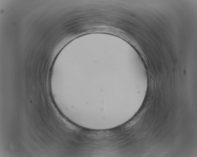 X0000078231533200612011527