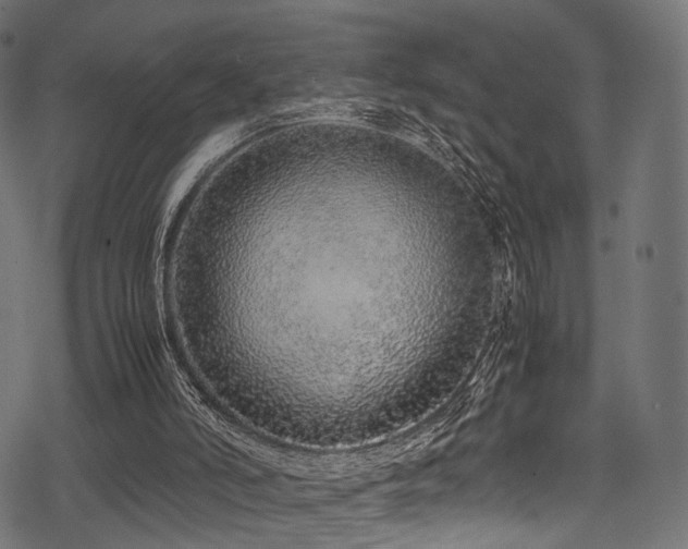 X0000078240006200611031121