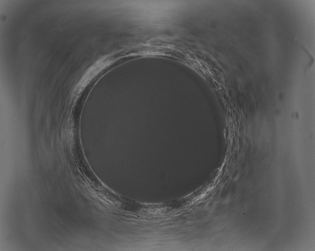 X0000078240295200611031117
