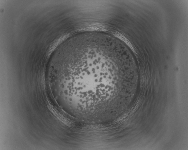 X0000078240482200611031114